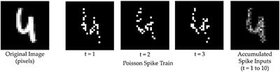 Synthesizing Images From Spatio-Temporal Representations Using Spike-Based Backpropagation